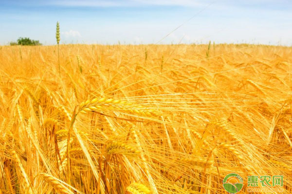 小麥拌種可預防哪些病害？拌種時有哪些注意事項？